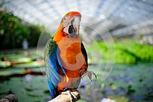 Big Colorful Parrot photo