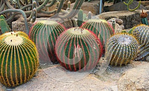The big colourful cactus
