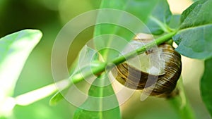 Big common garden snail in his shell or house hibernating on the tree branch between green leaves close up, snail hibernation