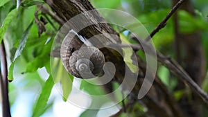 Big common garden snail in his shell or house hibernating on the tree branch between green leaves close up, snail hibernation