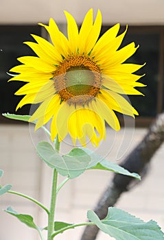 The big Common sunflower in garden