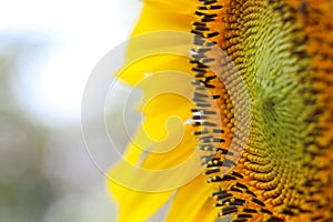 The big Common sunflower in garden