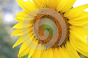 The big Common sunflower in garden