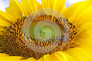 The big Common sunflower in garden