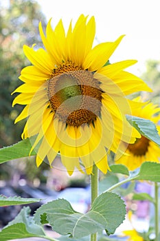 The big Common sunflower in garden