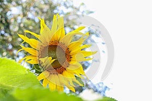 The big Common sunflower in garden