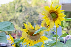 The big Common sunflower in garden