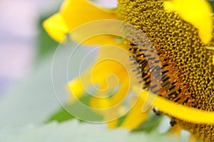 The big Common sunflower in garden