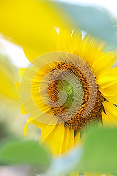 The big Common sunflower in garden