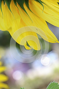 The big Common sunflower in garden