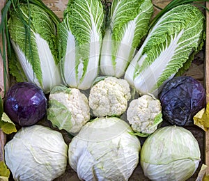 Composition from different varieties of cabbage on wooden background
