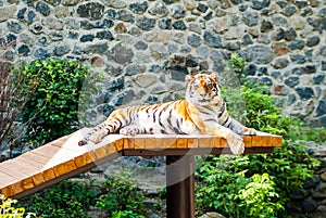 A big and contented tiger basks in the sun,