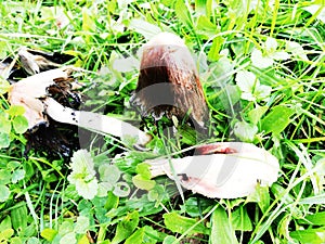 Big Coprinus mushroom ,mature coprinus fungus  in a park in green grass