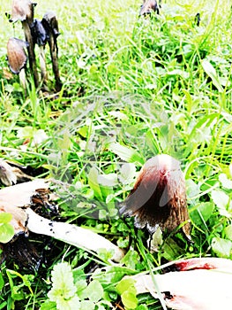 Big Coprinus mushroom ,mature coprinus fungus  in a park in green grass