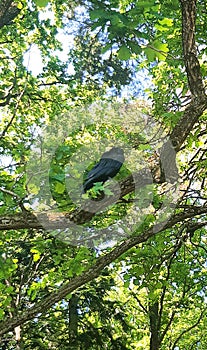 Big corbie in the forest.