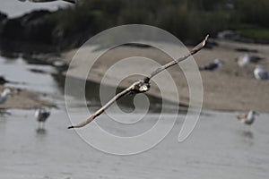 Big cormorant flying towards the camera