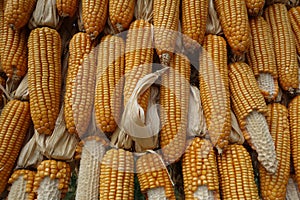 Big corns