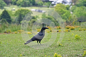 A big corvid perched on the ground.  Wakakusa mountain  Nara  Japan