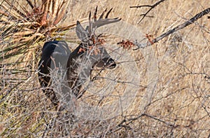 Big Coues Whitetail Deer Buck in Brush in Arizona
