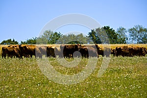 A big cow Herd on a meadow in Bavaria, Germany