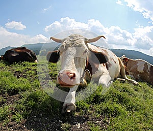 big cow with horns in the meadown