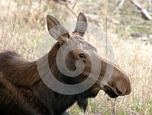 Big Cow Moose Northern Alaska Wild Animal Wildlife Portrait