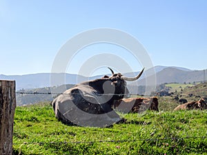 Big cow with The Picos de Europa, part of the Cantabrian Mountains in northern Spain photo