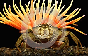 The big crab