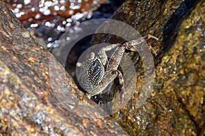 Big crab on the rock by the sea
