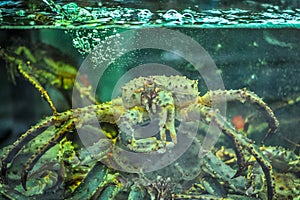 Big crab selling at the Norwegen market in the city of Bergen - Norway, Europe photo