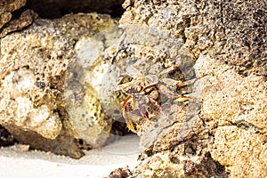 Big crab standing on the stone wall