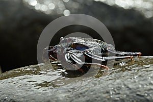 Big crab on stone at seashore