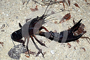 Big crayfish with a huge claw macro on a forest path at night close-up, crustaceans