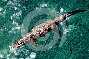 Big crocodile