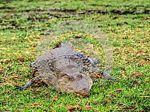 Big crocodile