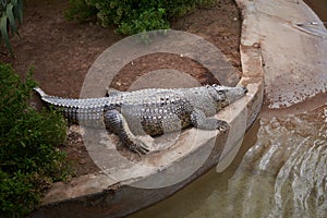Big crocodile in an artificial environment
