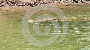 Big crocodile in the Frio river.