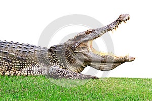 Big crocodile on green