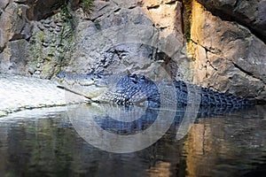 Big crocodile in green lake. crocodile is lying on the shore of the reservoir.