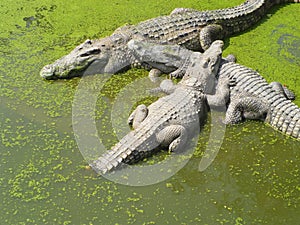 Big crocodile in green lake