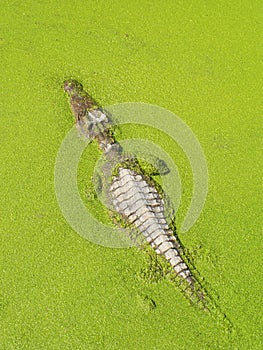 Big crocodile and green plant in lake