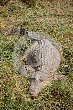 Big crocodile laying on the grass