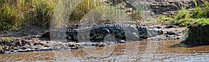 Big crocodile lies on the river bank