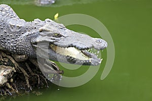 Big crocodile lies in Thailand river. Huge open jaws of an alligator, crocodile ready to strike.