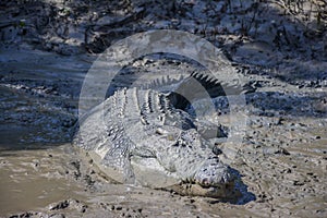 Big crocodile named 'Brutus' near the Adelaide River, Kakadu National Park, Darwin, Australia photo
