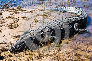 The big crocodile quickly creeps out of water photo