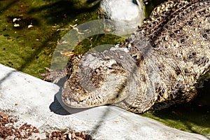 Big crocodile at the zoo