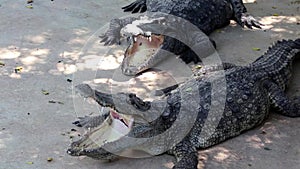 Big crocodiles