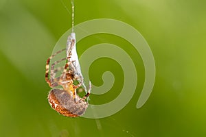 big cross spider has caught a wasp as prey in its spider web and is now spinning it in