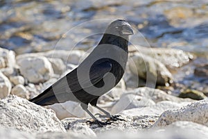 Big crow bird in glossy black plumage, heavy bill standing on rock by lake in Europe.